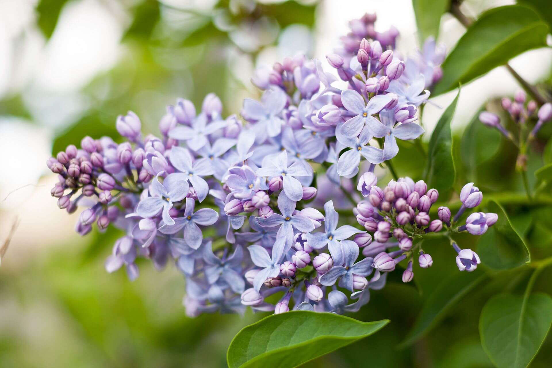 light-purple-lilacs-blooming-05654ce4-2c8e1aedd6f64271bd2fab334ddca325