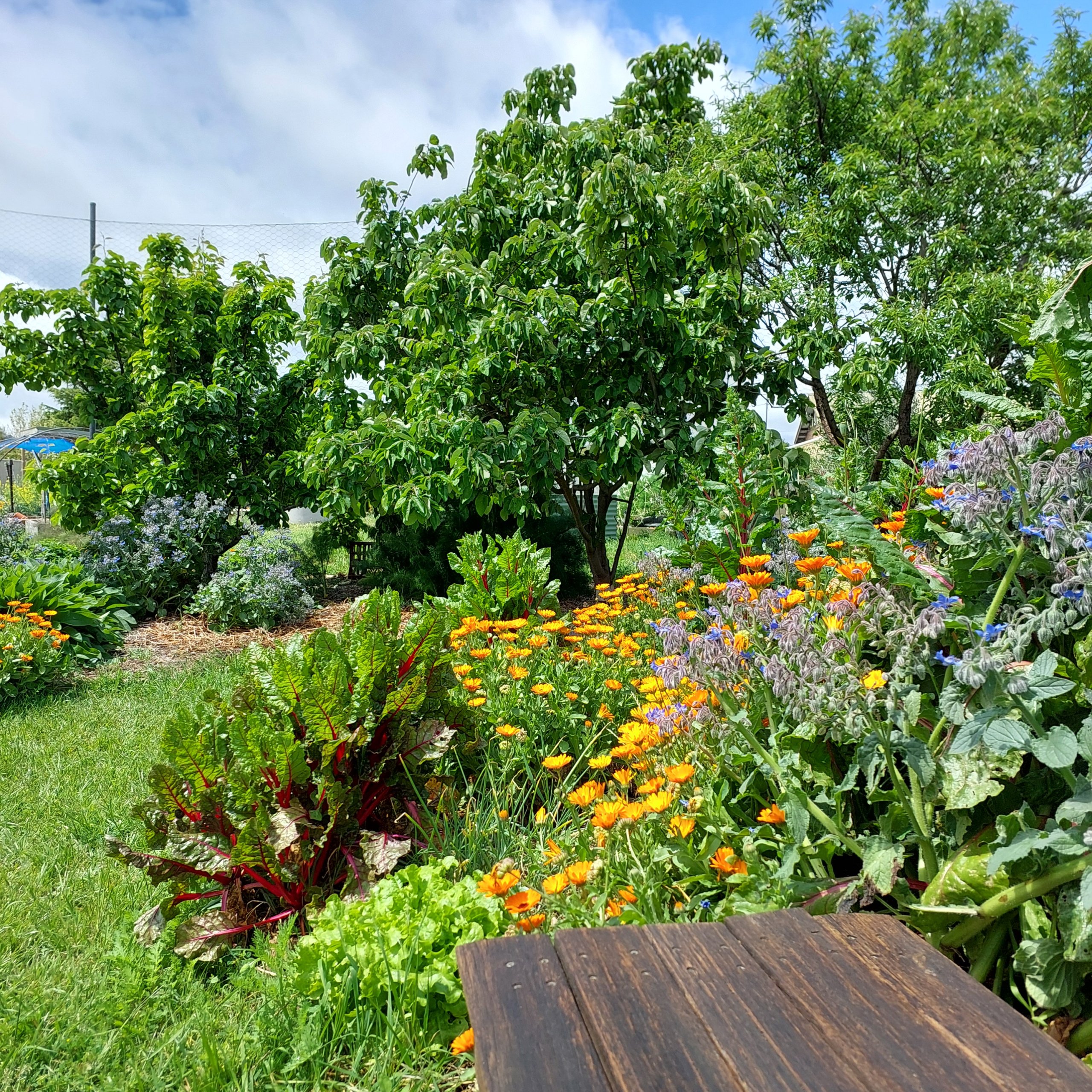 Edible garden